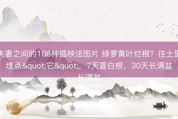 夫妻之间的108种插秧法图片 绿萝黄叶烂根？往土里埋点"它"，7天冒白根，30天长满盆