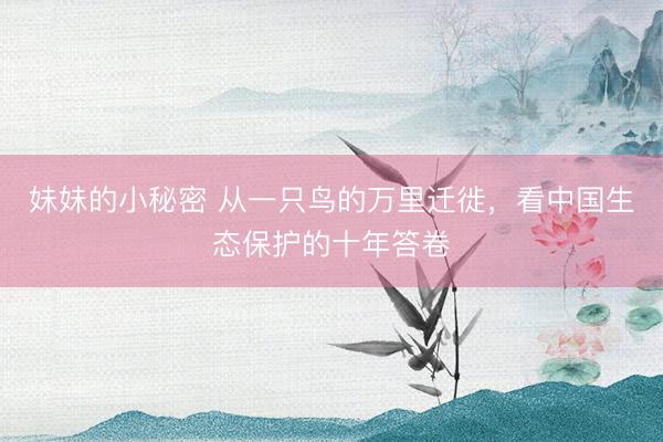 妹妹的小秘密 从一只鸟的万里迁徙，看中国生态保护的十年答卷