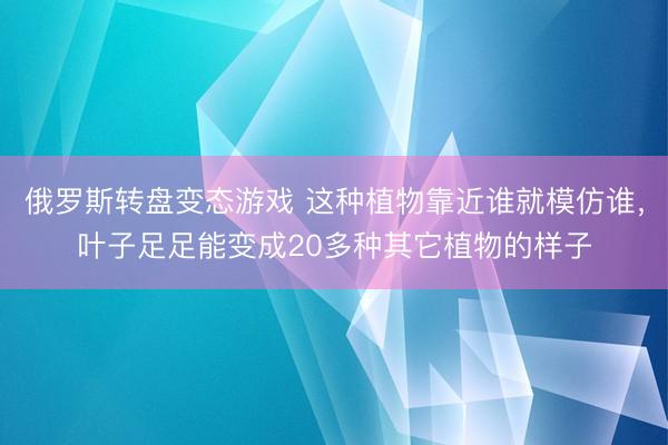 俄罗斯转盘变态游戏 这种植物靠近谁就模仿谁，叶子足足能变成20多种其它植物的样子
